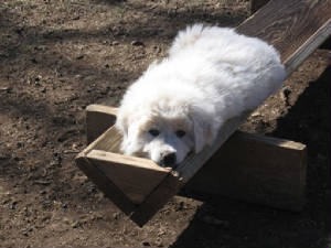 Diamondaspuppywinter2009.JPG