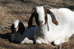 Goatandkid.JPG