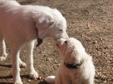 Buddies.JPG